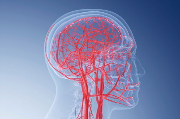 Brain blood vessel anatomy for cerebrovascular surgery in Hyderabad